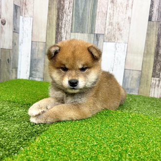 静岡県の柴犬(標準サイズ) (犬の家＆猫の里マークイズ静岡店/2025年6月23日生まれ/男の子/赤)の子犬の3枚目の画像