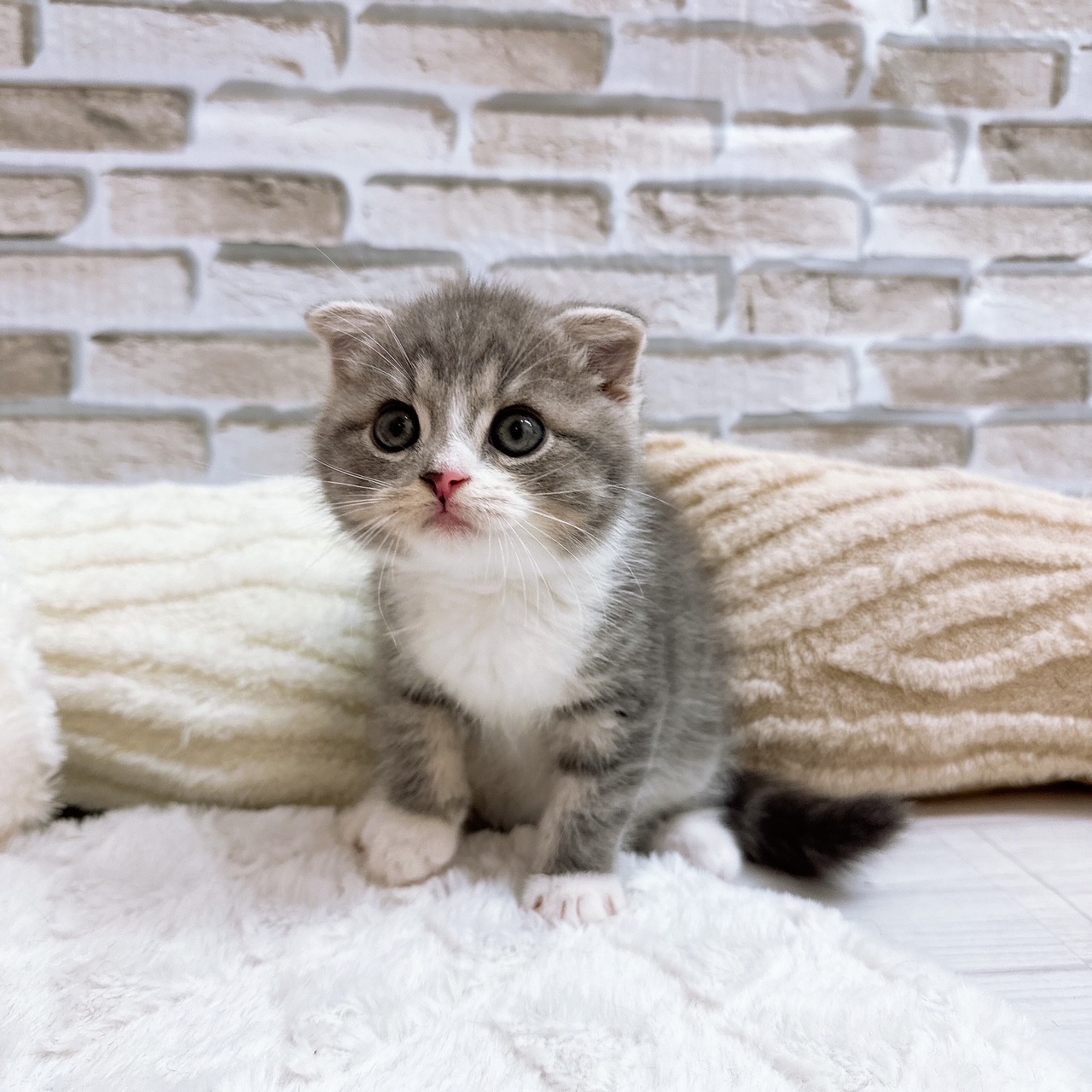 神奈川県のスコティッシュフォールド (犬の家＆猫の里モザイクモール港北店/2025年6月21日生まれ/男の子/ブルータビーホワイト)の子猫の3枚目の画像