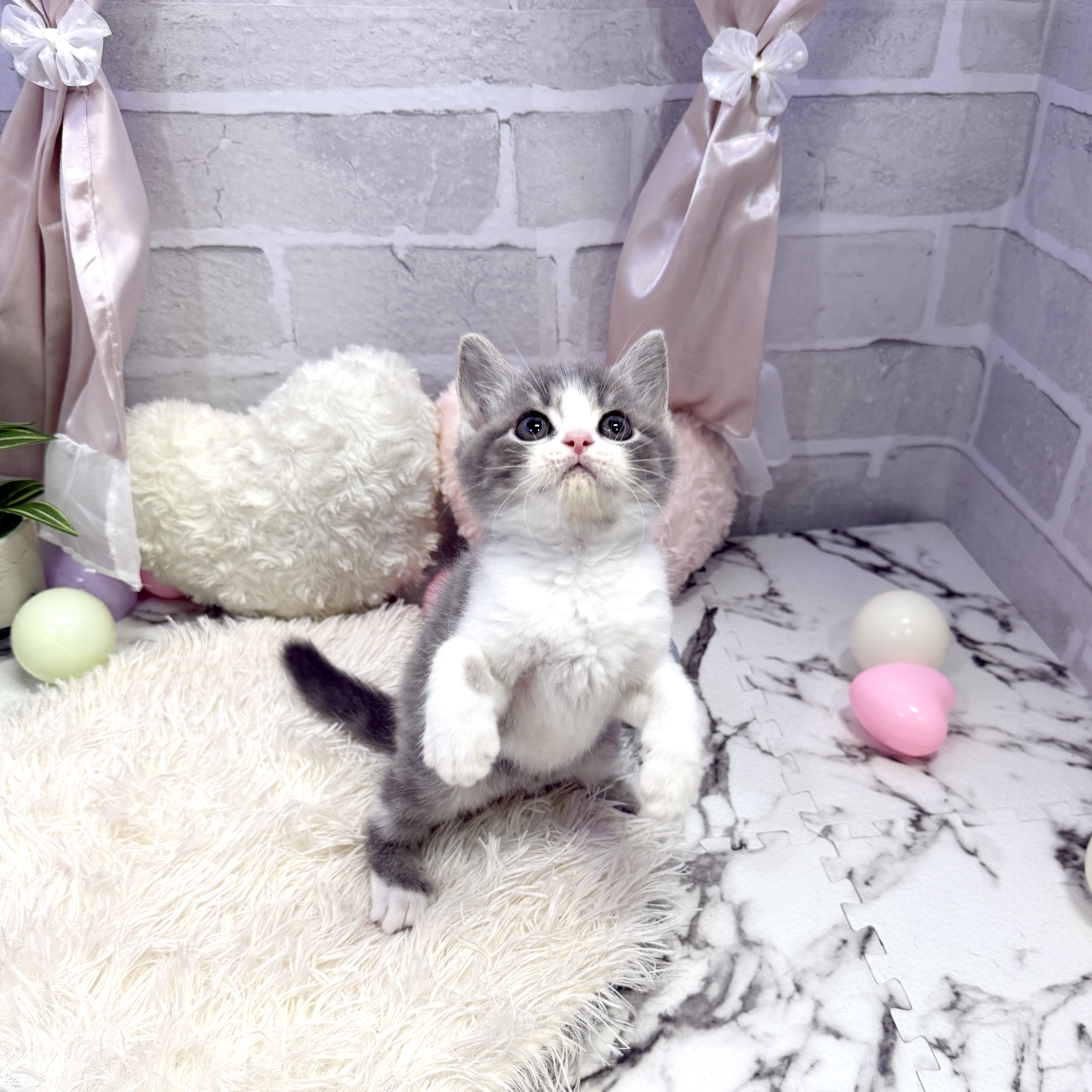 愛知県のスコティッシュフォールド (犬の家＆猫の里岡崎店/2025年6月21日生まれ/男の子/ブルータビーホワイト)の子猫の3枚目の画像