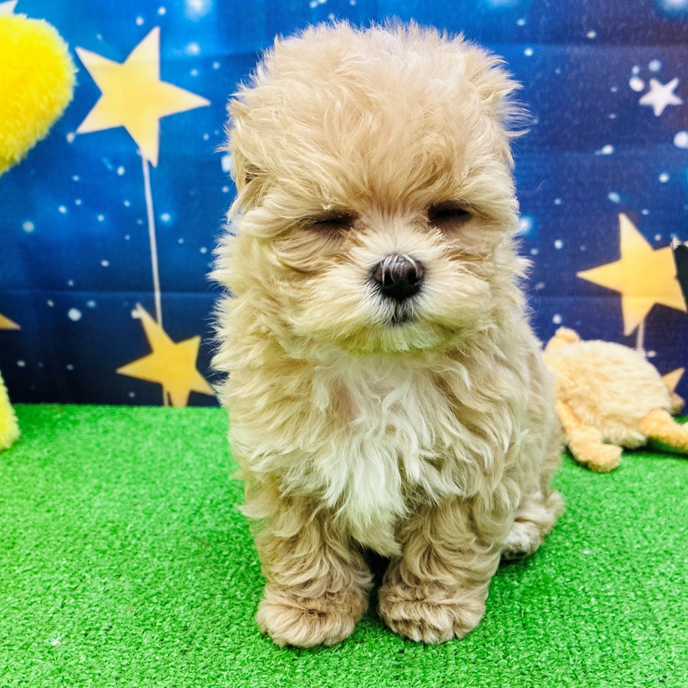 愛知県のマルプー(マルチーズ×プードル) (犬の家＆猫の里名古屋天白店/2025年6月24日生まれ/男の子/アプリコット)の子犬の3枚目の画像
