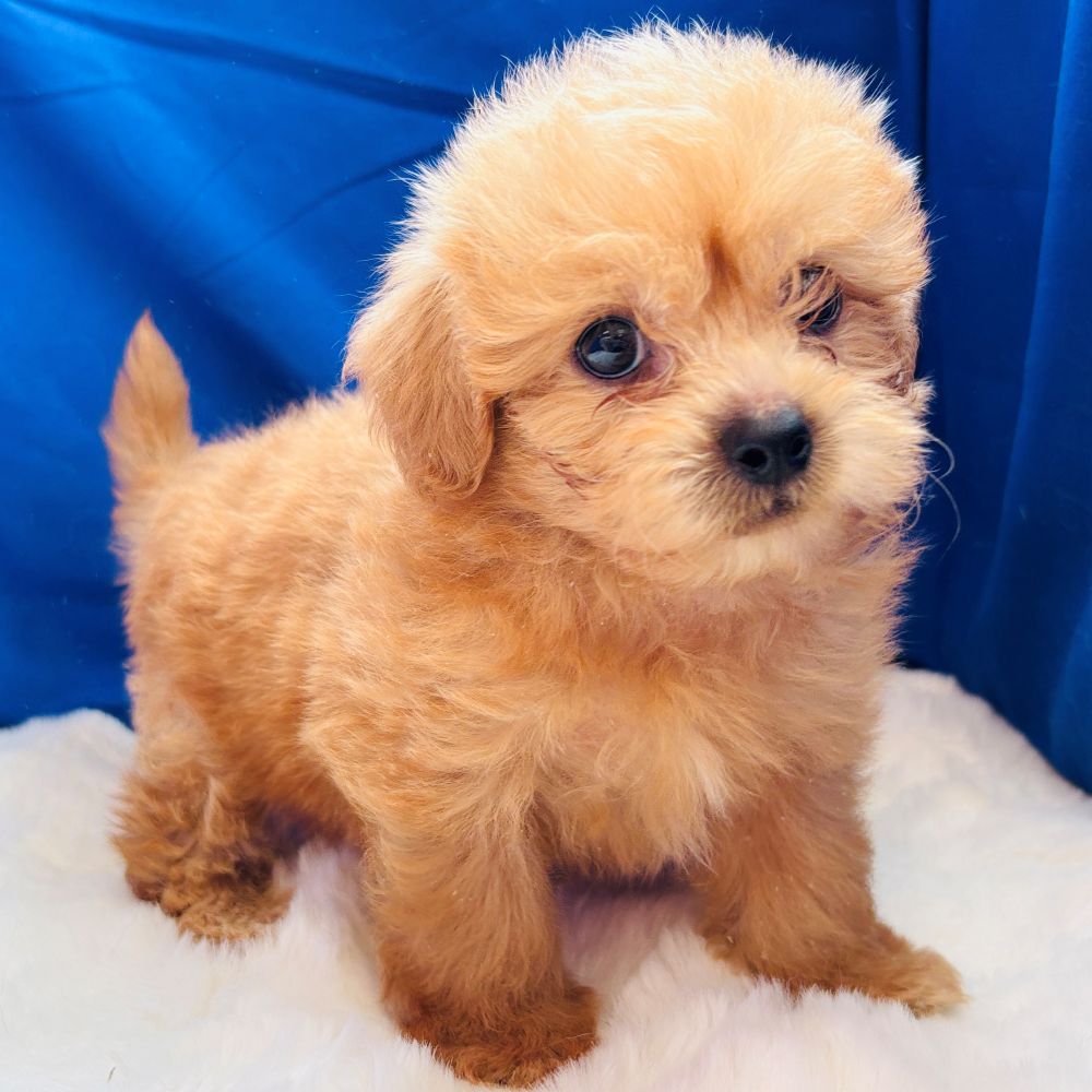愛知県のペキプー(ペキニーズ×プードル) (犬の家＆猫の里愛知刈谷店/2025年6月21日生まれ/男の子/アプリコット)の子犬の3枚目の画像
