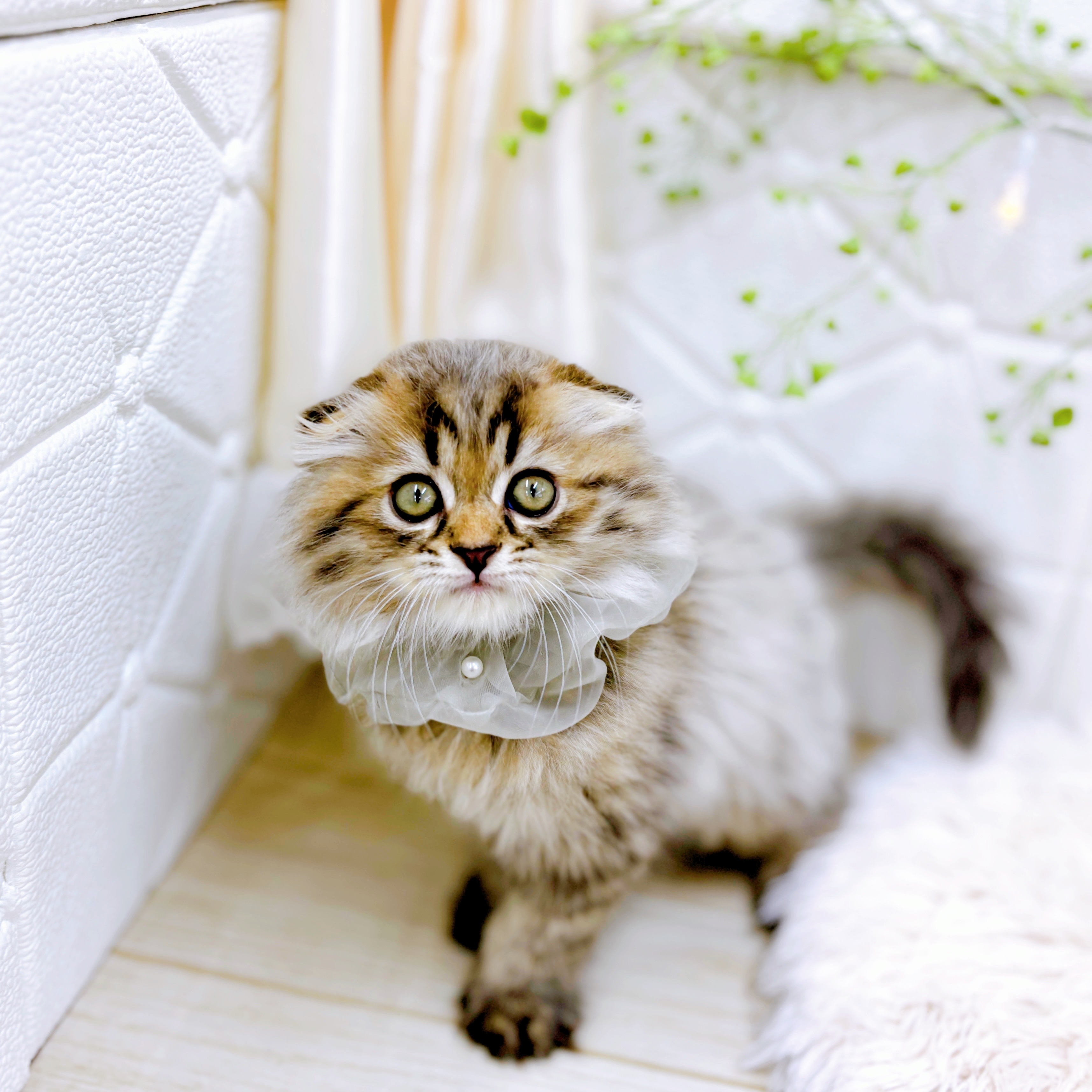 福井県のスコティッシュフォールド (犬の家＆猫の里アミーゴ福井店/2025年6月23日生まれ/男の子/ブラウンタビー)の子猫の3枚目の画像