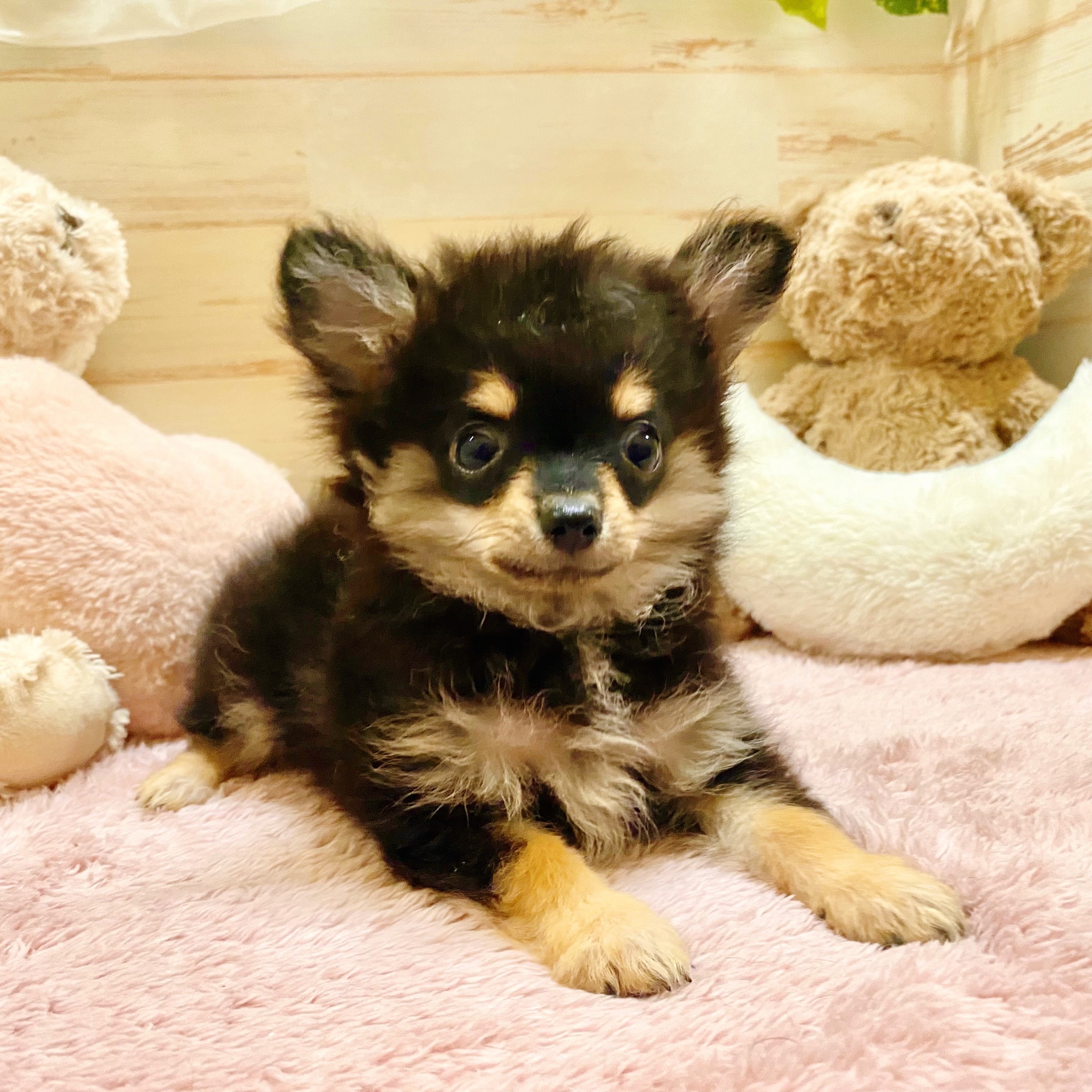 兵庫県のポメチワ/チワポメ/ポメチー(ポメラニアン×チワワ) (犬の家＆猫の里神戸店/2025年6月19日生まれ/男の子/ブラックタン)の子犬の3枚目の画像