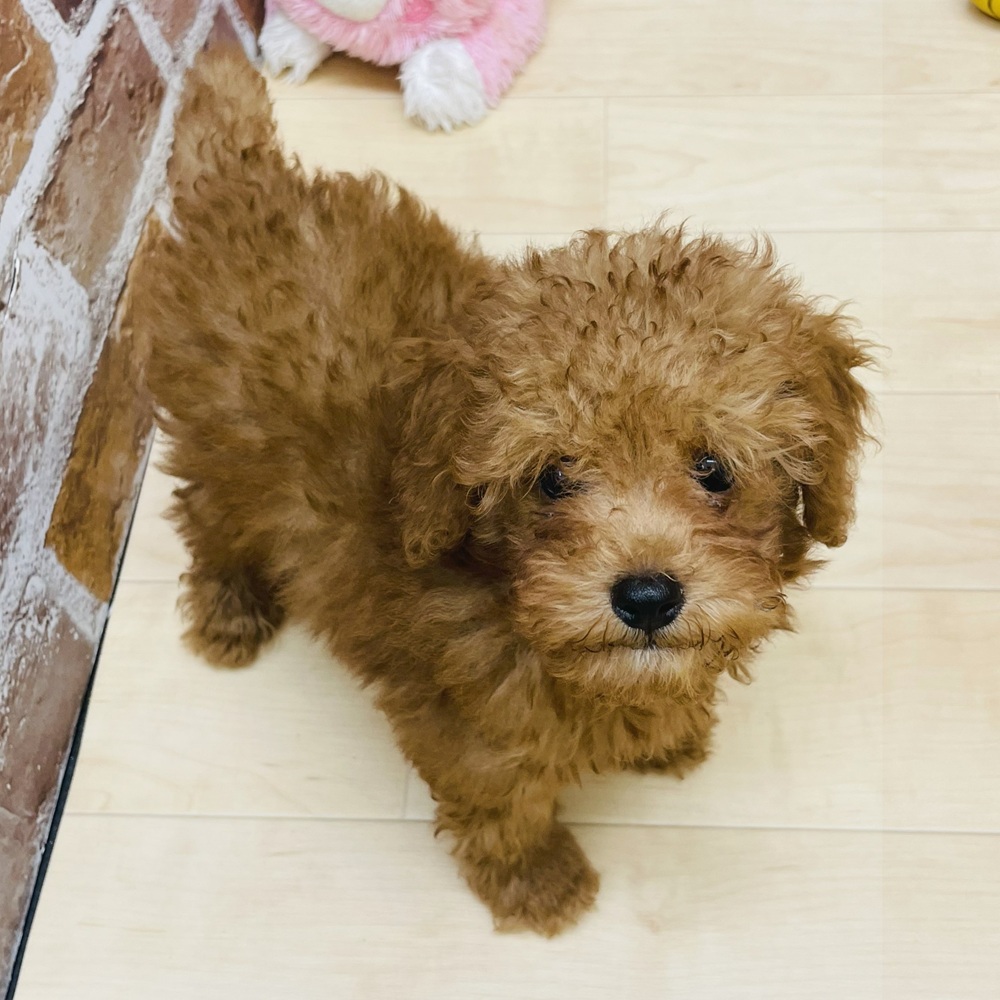 愛知県のトイプードル(トイ) (犬の家＆猫の里七宝店/2025年6月24日生まれ/男の子/レッドフォーン)の子犬の3枚目の画像