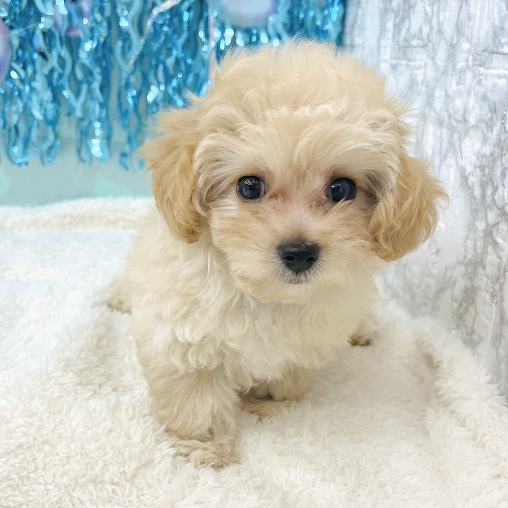 愛知県のマルプー(マルチーズ×プードル) (犬の家＆猫の里エアポートウォーク店/2025年6月24日生まれ/女の子/クリーム)の子犬の3枚目の画像