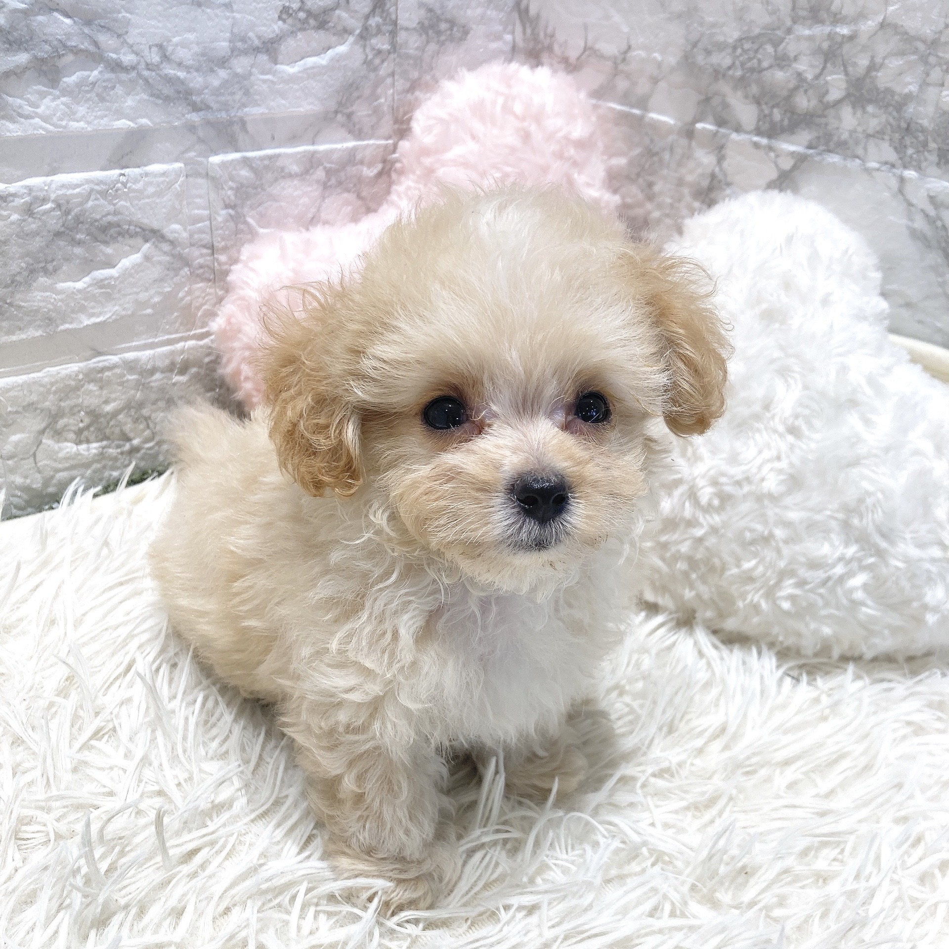 愛知県のマルプー(マルチーズ×プードル) (犬の家＆猫の里MiO香久山店/2025年6月24日生まれ/男の子/クリームホワイト)の子犬の3枚目の画像