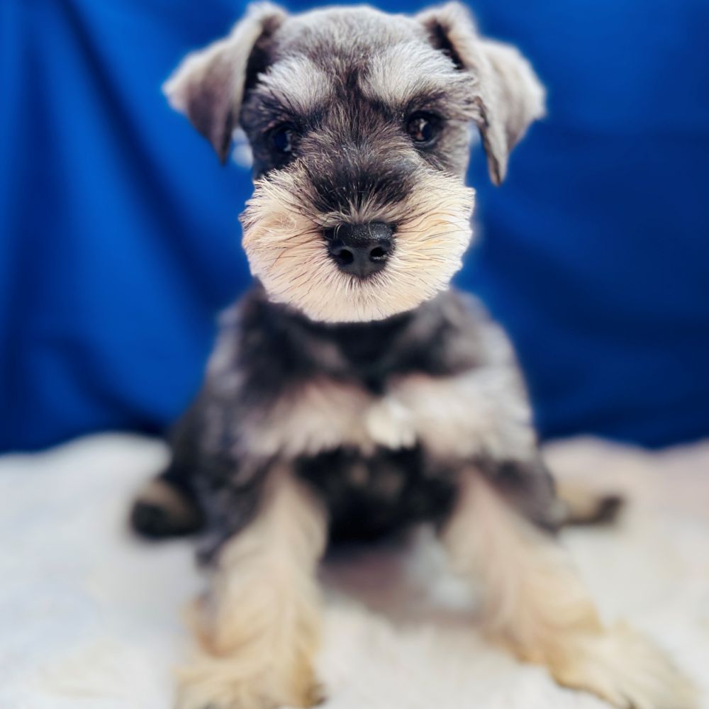 愛知県のミニチュアシュナウザー (犬の家＆猫の里愛知刈谷店/2025年6月25日生まれ/男の子/ソルトペッパー)の子犬の3枚目の画像