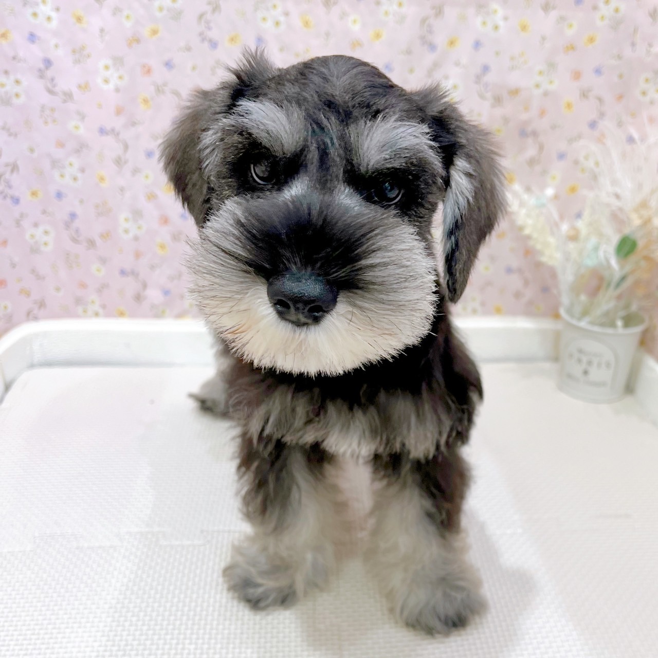 石川県のミニチュアシュナウザー (犬の家＆猫の里金沢店/2025年6月25日生まれ/男の子/ソルトペッパー)の子犬の3枚目の画像