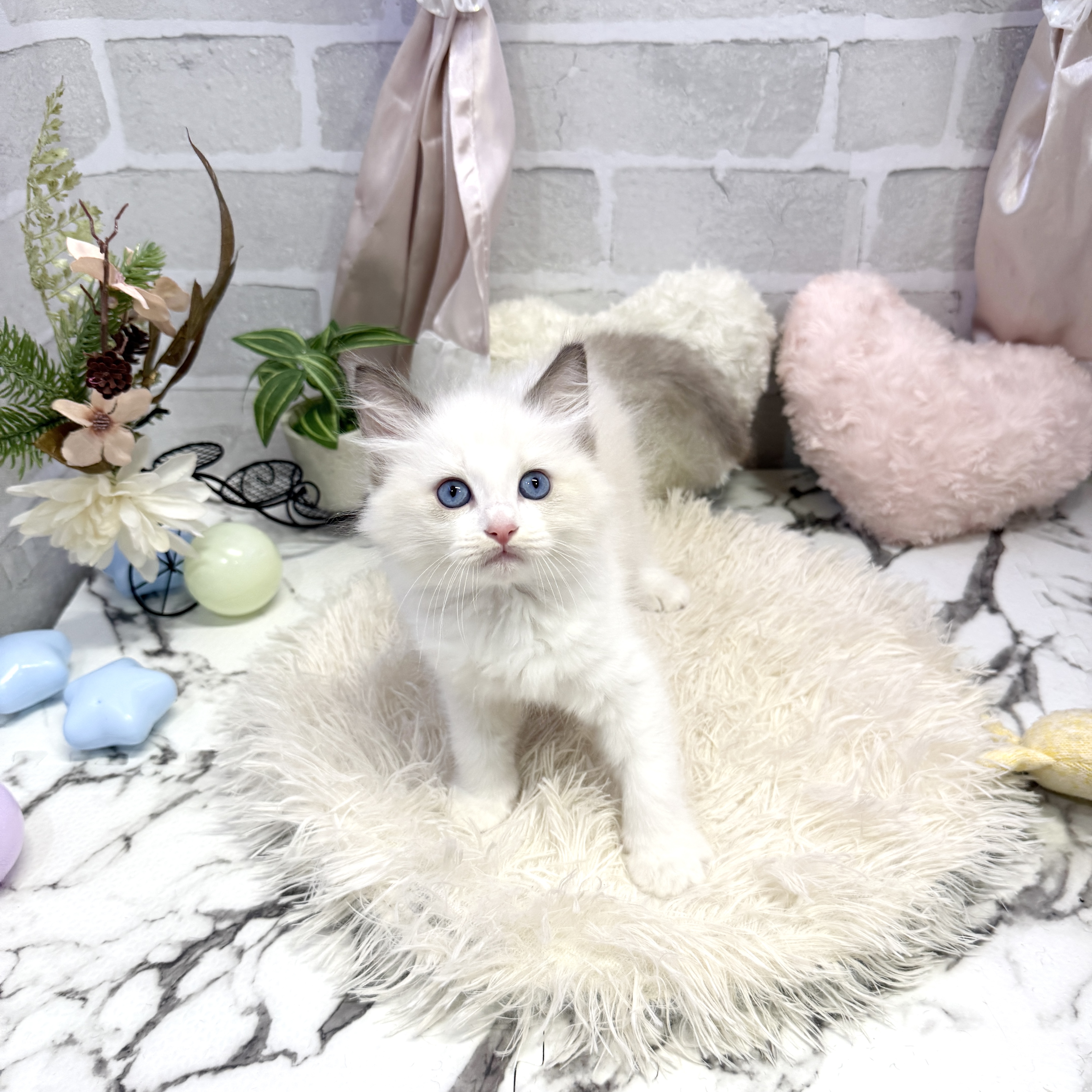 愛知県のラグドール (犬の家＆猫の里岡崎店/2025年6月25日生まれ/女の子/シールポイントバイカラー)の子猫の3枚目の画像