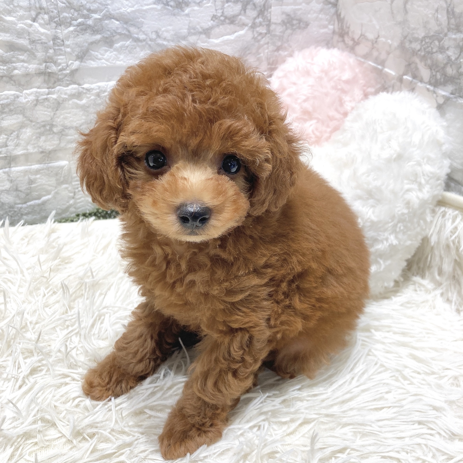 愛知県のトイプードル(トイ) (犬の家＆猫の里MiO香久山店/2025年6月23日生まれ/女の子/レッドフォーン)の子犬の3枚目の画像