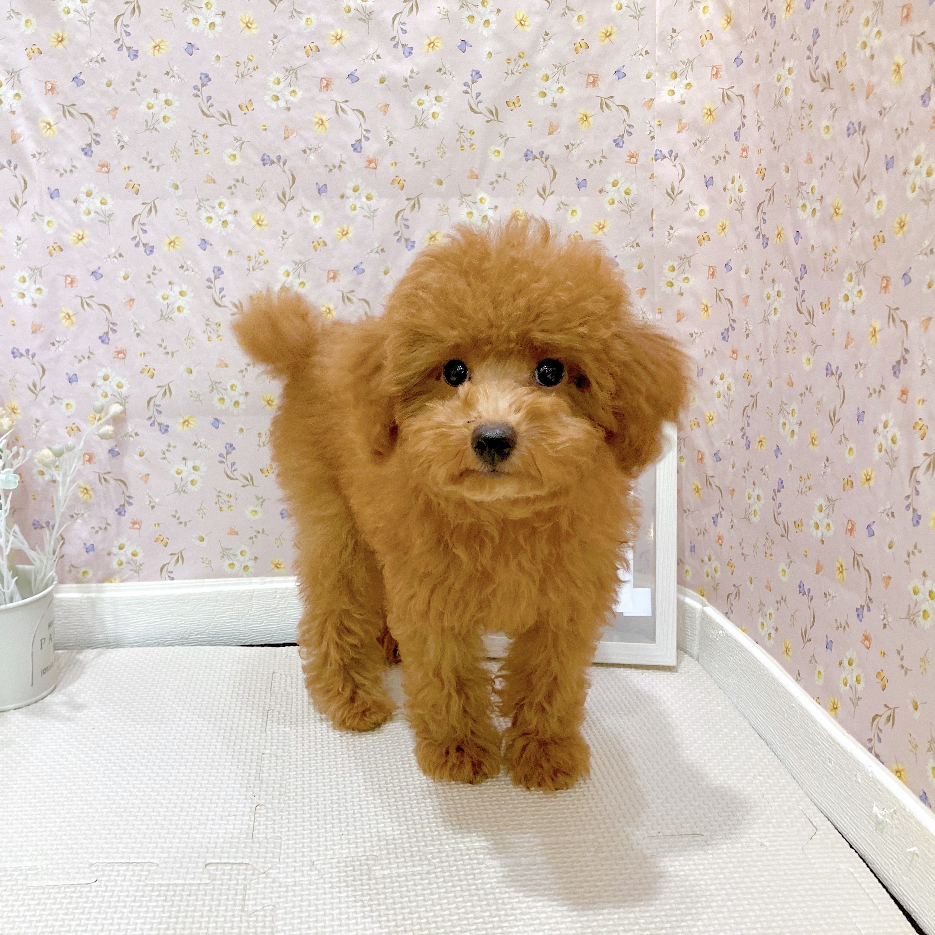 石川県のトイプードル(トイ) (犬の家＆猫の里金沢店/2025年6月18日生まれ/女の子/レッド)の子犬の3枚目の画像