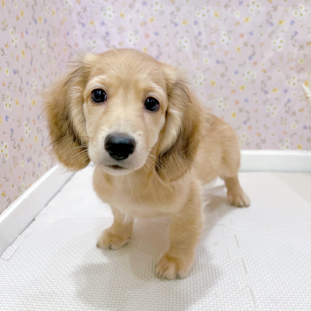 石川県のミニチュアダックスフンド(ロング) (犬の家＆猫の里金沢店/2025年6月25日生まれ/男の子/レディシュイエロー)の子犬の3枚目の画像