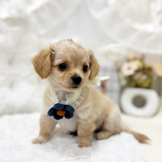 岐阜県のチワックス(チワワ×ダックス) (犬の家＆猫の里カラフルタウン岐阜店/2025年6月25日生まれ/女の子/イエロー)の子犬の3枚目の画像