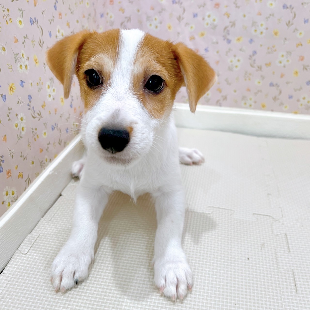 石川県のジャックラッセルテリア (犬の家＆猫の里金沢店/2025年6月22日生まれ/男の子/タンホワイト)の子犬の3枚目の画像