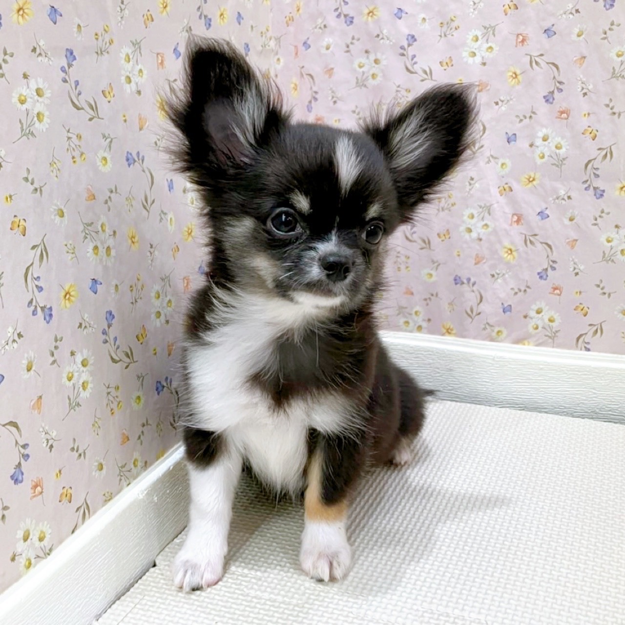石川県のチワワ(ロング) (犬の家＆猫の里金沢店/2025年6月25日生まれ/女の子/ブラックタンホワイト)の子犬の3枚目の画像