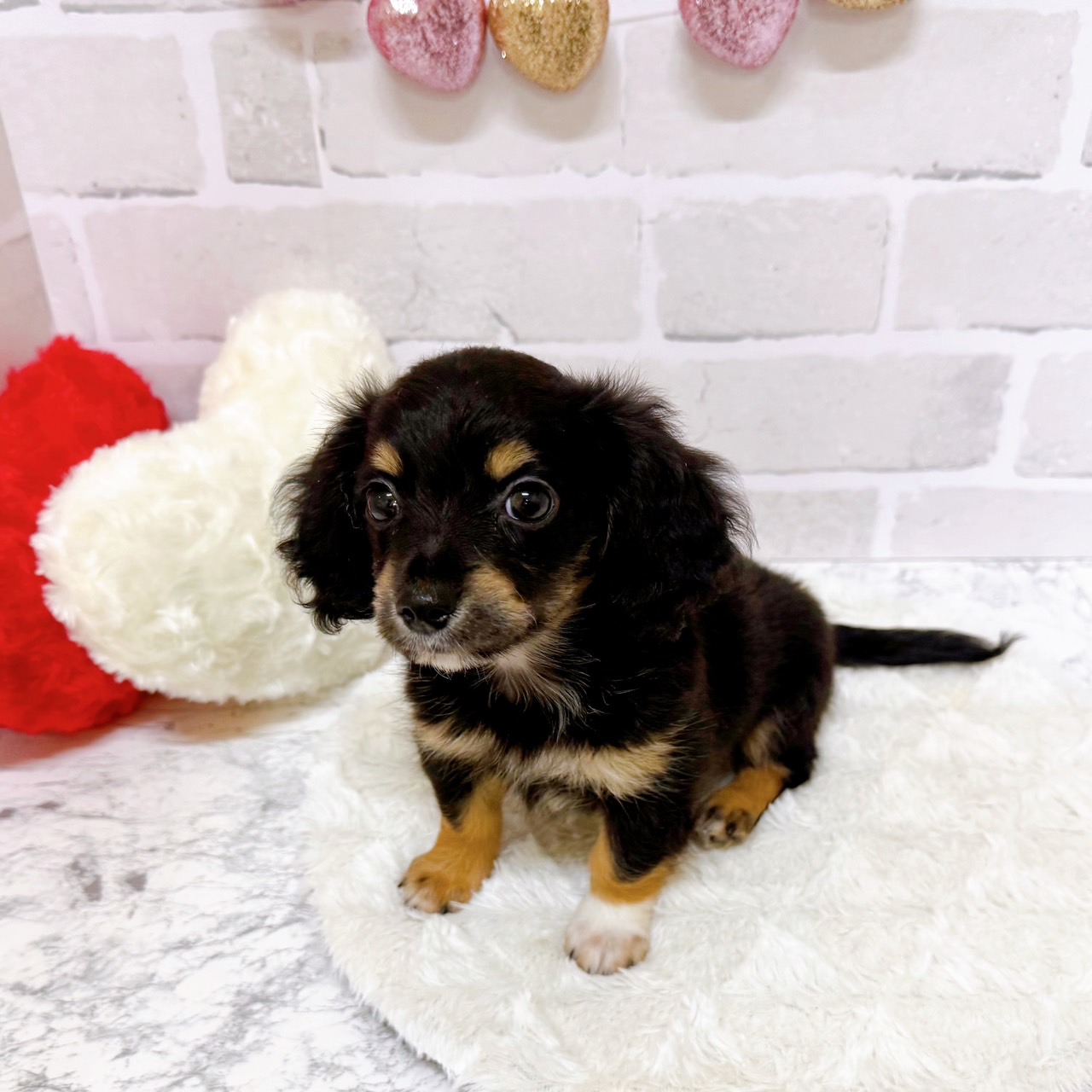 京都府のチワックス(チワワ×ダックス) (犬の家＆猫の里京都精華店/2025年6月25日生まれ/女の子/ブラックタン)の子犬の3枚目の画像