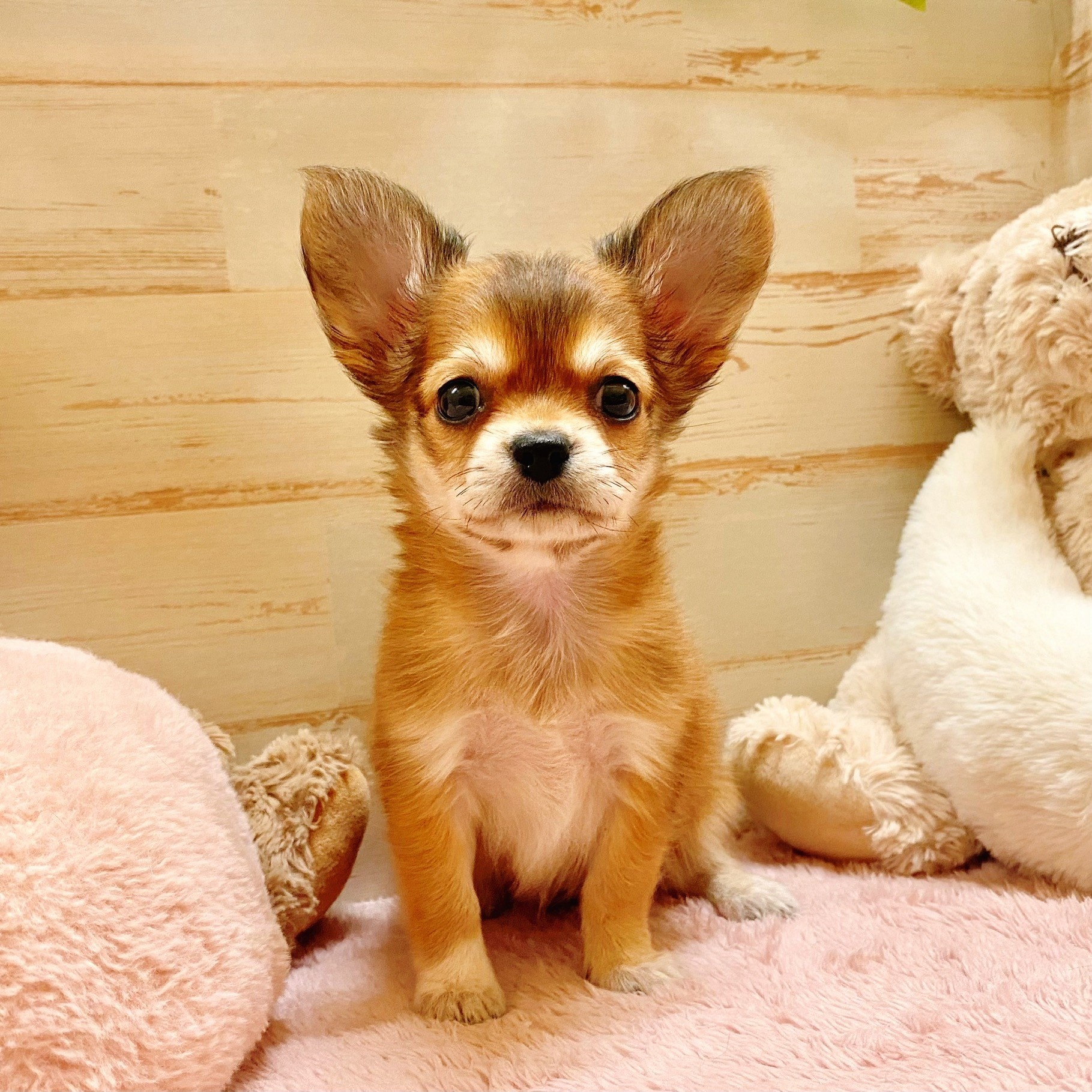 兵庫県のチワックス(チワワ×ダックス) (犬の家＆猫の里神戸店/2025年6月23日生まれ/女の子/レッドセーブル)の子犬の3枚目の画像