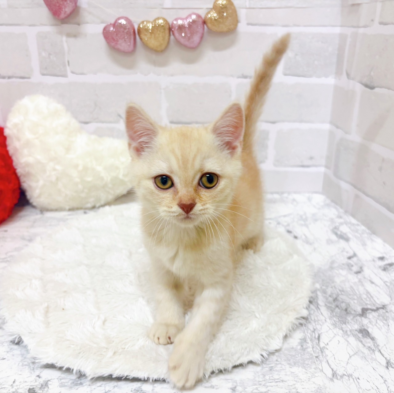 京都府のスコティッシュストレート (犬の家＆猫の里京都精華店/2025年6月22日生まれ/男の子/レッドタビー)の子猫の3枚目の画像