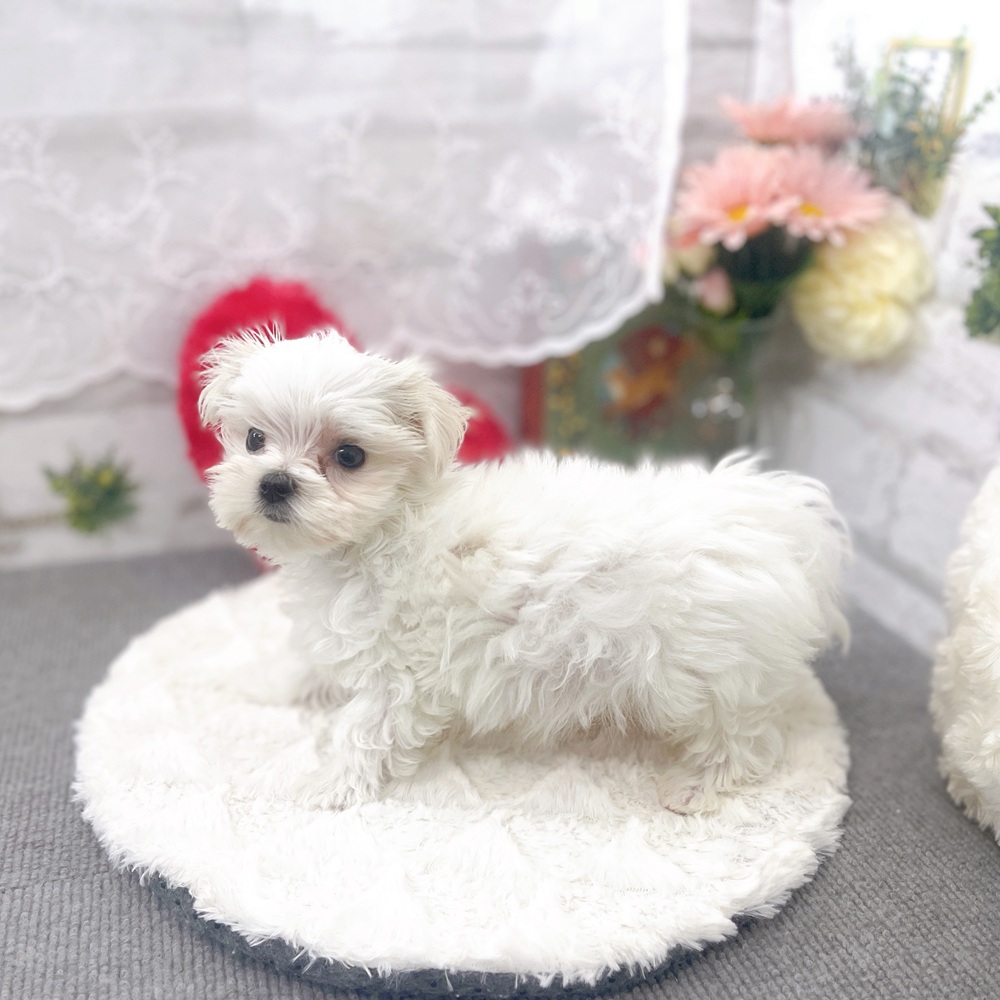 京都府のマルチーズ (犬の家＆猫の里京都樟葉店/2025年6月22日生まれ/男の子/ホワイト)の子犬の3枚目の画像