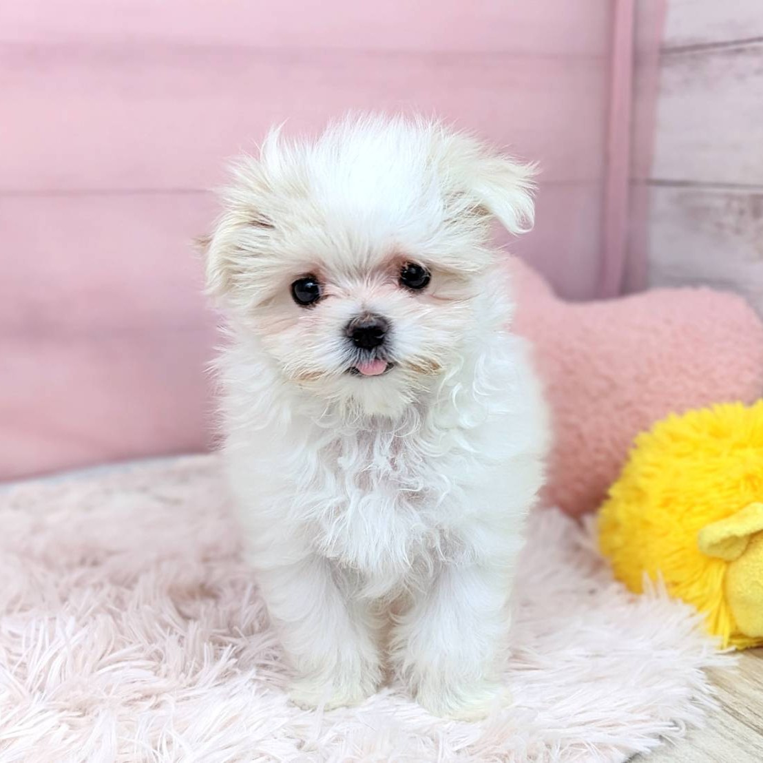 兵庫県のマルチーズ (犬の家＆猫の里川西店/2025年6月22日生まれ/女の子/ホワイト)の子犬の3枚目の画像