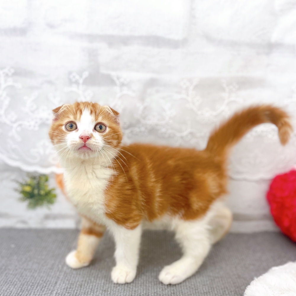 京都府のスコティッシュフォールド (犬の家＆猫の里京都樟葉店/2025年6月22日生まれ/男の子/レッドタビーホワイト)の子猫の3枚目の画像