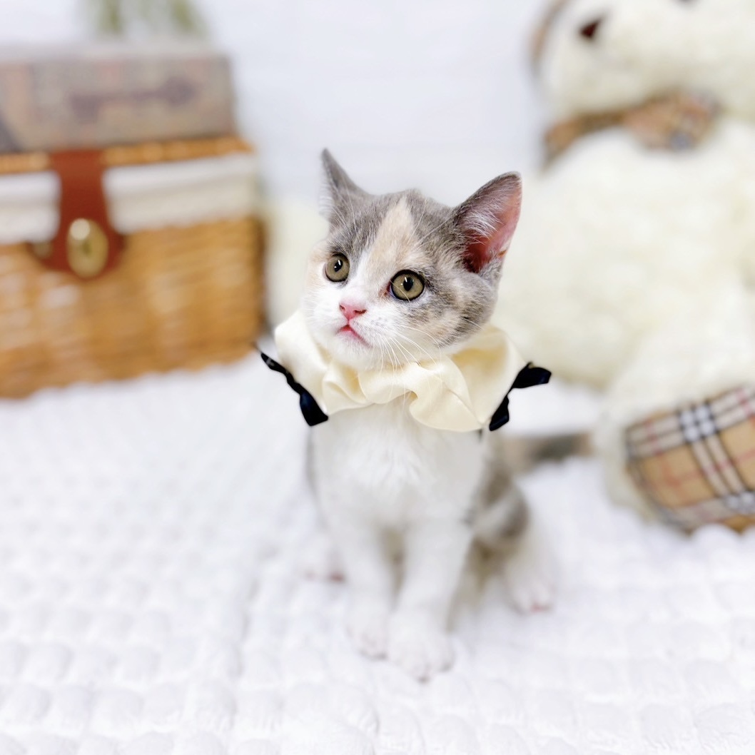 滋賀県のブリティッシュショートヘアー (犬の家＆猫の里近江八幡店/2025年6月23日生まれ/女の子/ダイリュートキャリコ)の子猫の3枚目の画像