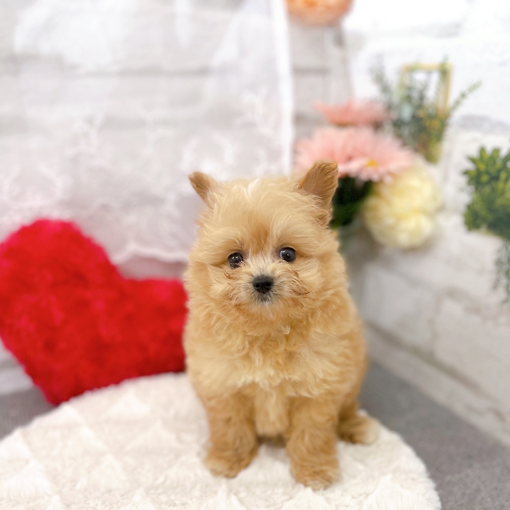 京都府のポメプー(ポメラニアン×プードル) (犬の家＆猫の里京都樟葉店/2025年6月25日生まれ/女の子/アプリコット)の子犬の1枚目の画像