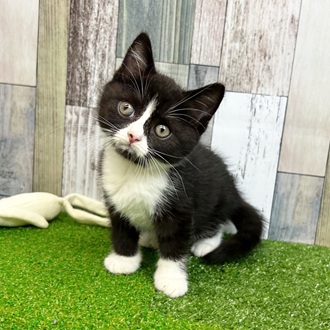 静岡県のスコティッシュストレート (犬の家＆猫の里マークイズ静岡店/2025年6月27日生まれ/男の子/ブラックホワイト)の子猫の3枚目の画像