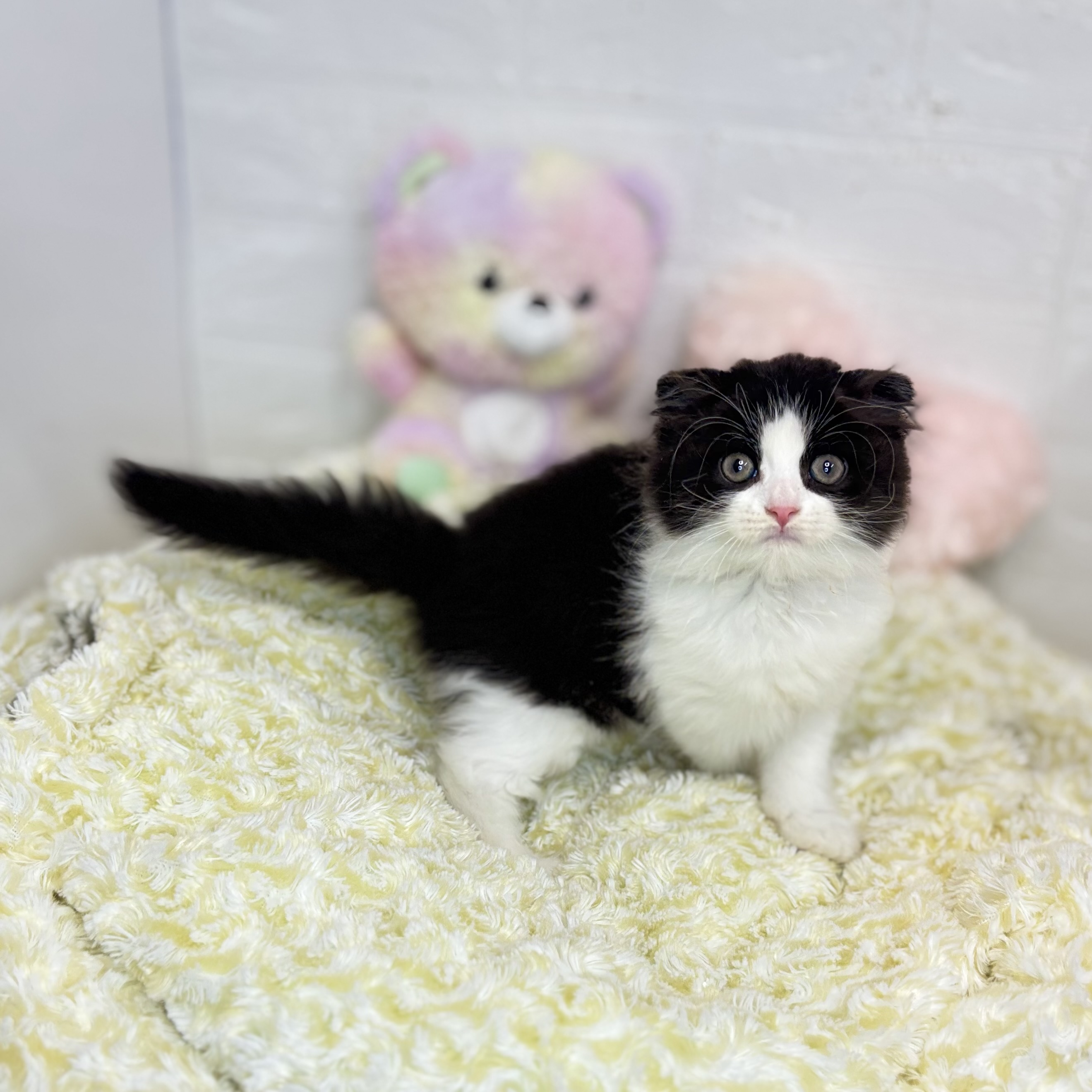 長野県のスコティッシュフォールド (犬の家＆猫の里長野店/2025年6月27日生まれ/男の子/ブラックホワイト)の子猫の3枚目の画像