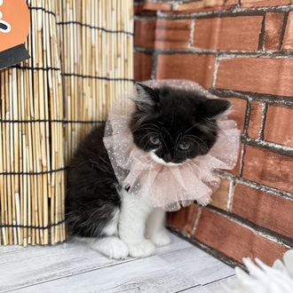 神奈川県のスコティッシュストレート (犬の家＆猫の里小田原店/2025年6月27日生まれ/女の子/ブラックホワイト)の子猫の3枚目の画像