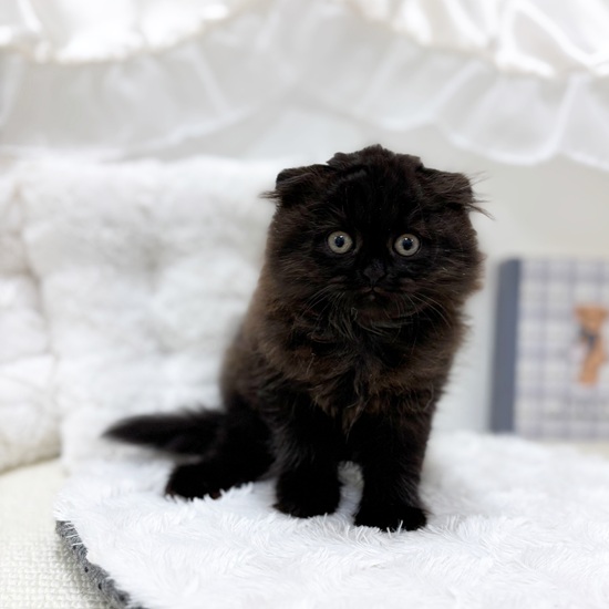 岐阜県のスコティッシュフォールド (犬の家＆猫の里カラフルタウン岐阜店/2025年6月27日生まれ/女の子/ブラック)の子猫の1枚目の画像