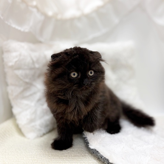 岐阜県のスコティッシュフォールド (犬の家＆猫の里カラフルタウン岐阜店/2025年6月27日生まれ/女の子/ブラック)の子猫の3枚目の画像