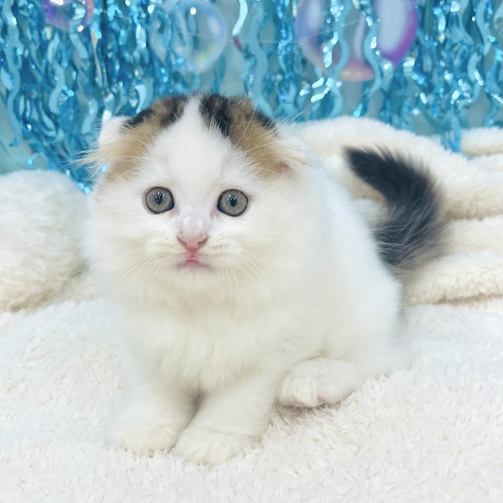 愛知県のスコティッシュフォールド (犬の家＆猫の里エアポートウォーク店/2025年6月27日生まれ/女の子/ブラウンタビーホワイト)の子猫の3枚目の画像