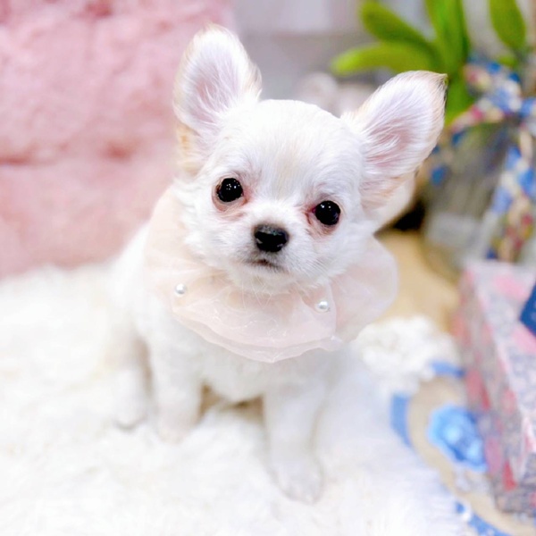 福井県のチワワ(ロング) (犬の家＆猫の里福井店/2025年6月26日生まれ/女の子/クリーム)の子犬の3枚目の画像