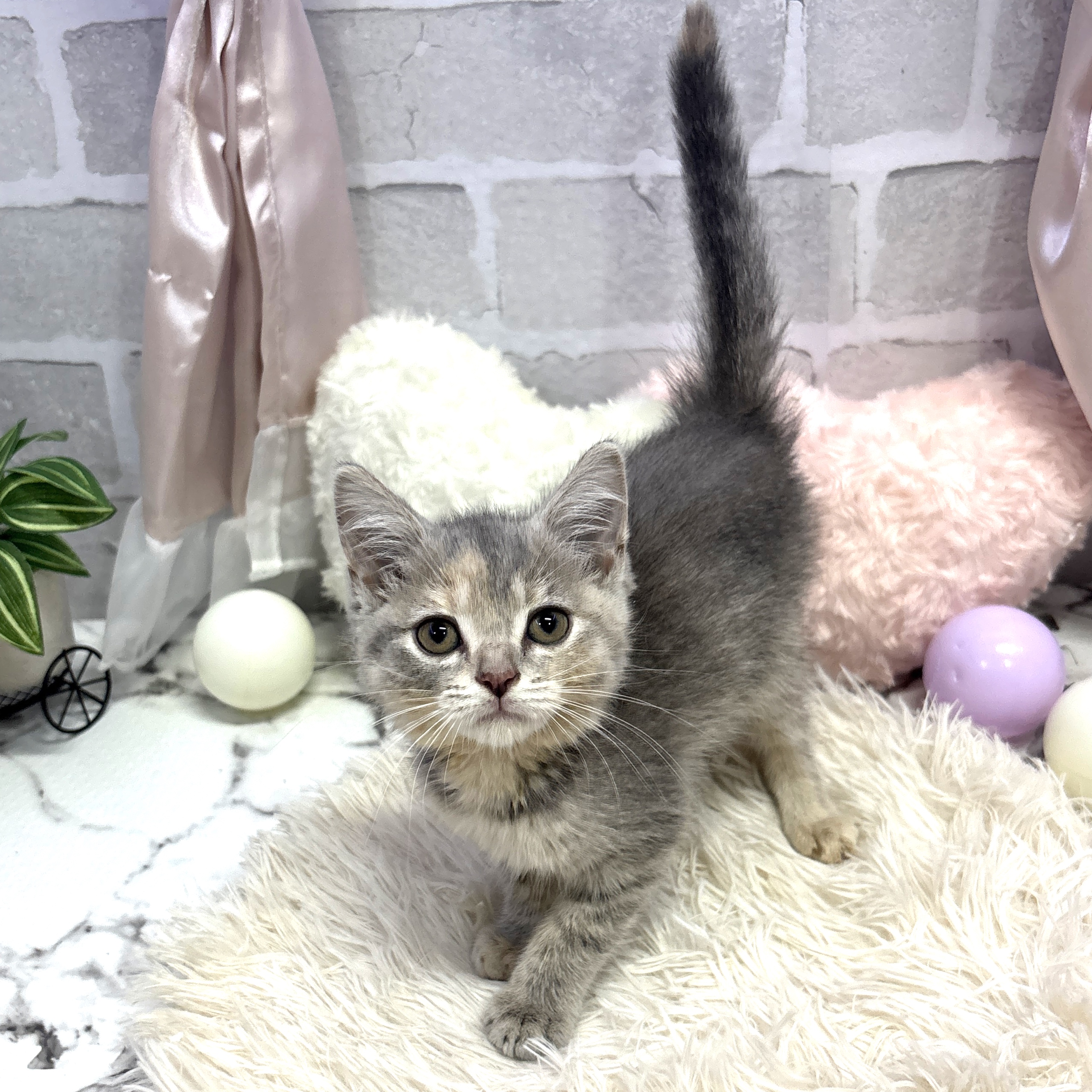 愛知県のマンチカン (犬の家＆猫の里岡崎店/2025年6月13日生まれ/女の子/ブルークリームホワイト)の子猫の1枚目の画像