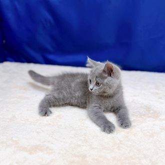 愛知県のブリティッシュショートヘアー (犬の家＆猫の里一宮店/2025年6月25日生まれ/男の子/ブルー)の子猫の3枚目の画像