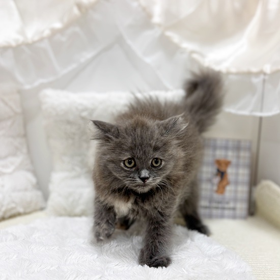 岐阜県のブリティッシュロングヘアー (犬の家＆猫の里カラフルタウン岐阜店/2025年6月25日生まれ/女の子/ブルークリーム)の子猫の3枚目の画像