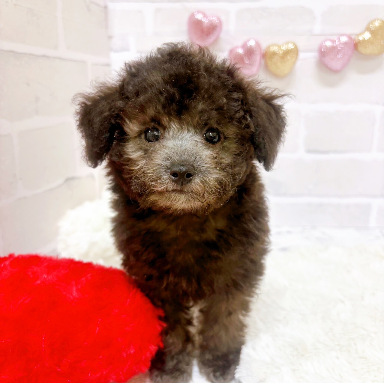 京都府のトイプードル(トイ) (犬の家＆猫の里京都精華店/2025年6月28日生まれ/男の子/シルバー)の子犬の1枚目の画像