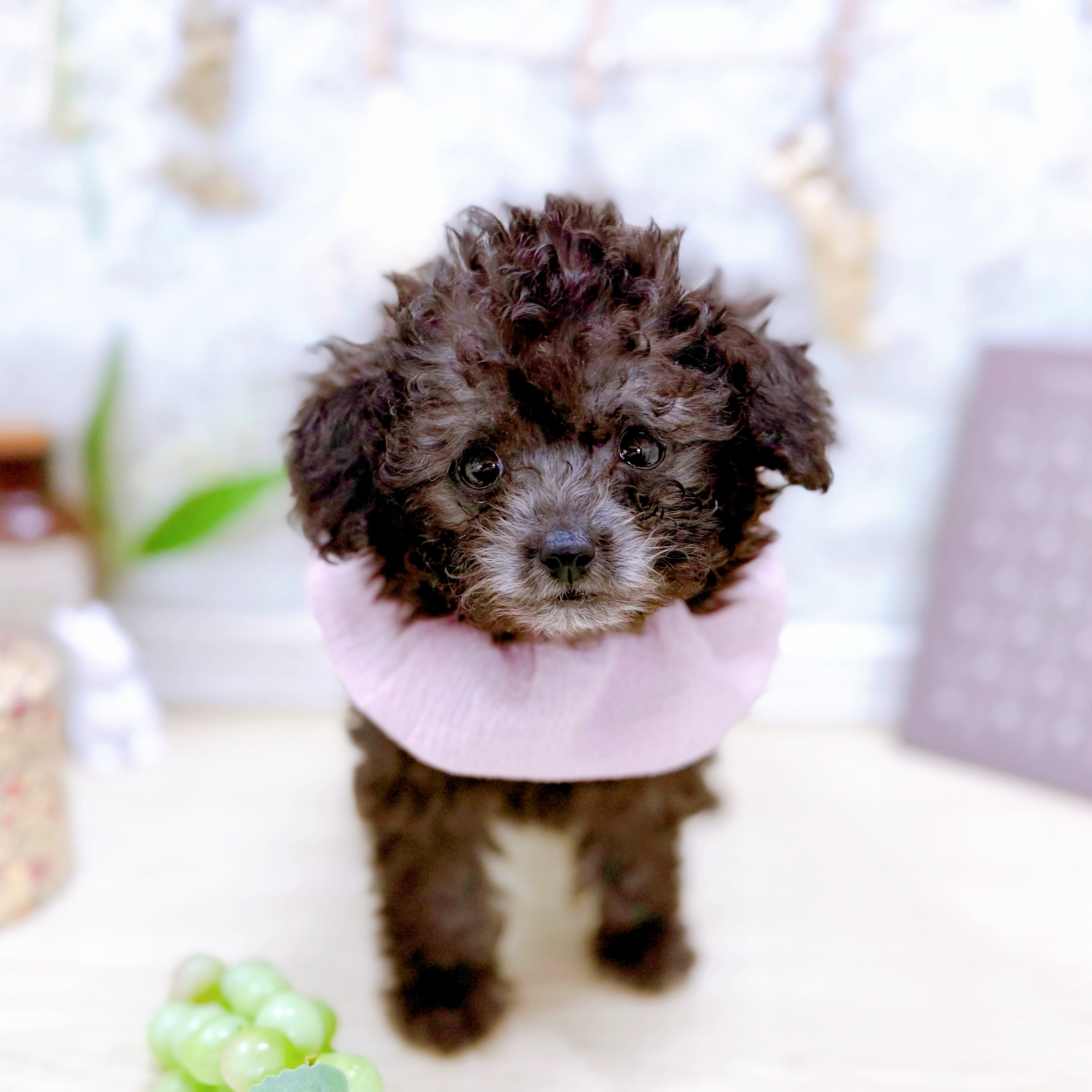 福井県のトイプードル(トイ) (犬の家＆猫の里アミーゴ福井大和田店/2025年6月28日生まれ/女の子/シルバー)の子犬の3枚目の画像