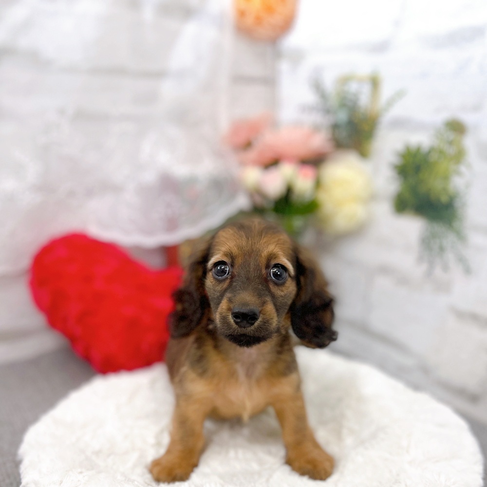 京都府のミニチュアダックスフンド(ロング) (犬の家＆猫の里京都樟葉店/2025年6月28日生まれ/女の子/シェーデットイエロー)の子犬の1枚目の画像