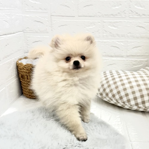 愛知県のポメラニアン (犬の家＆猫の里豊川インター店/2025年6月23日生まれ/男の子/クリーム)の子犬の3枚目の画像