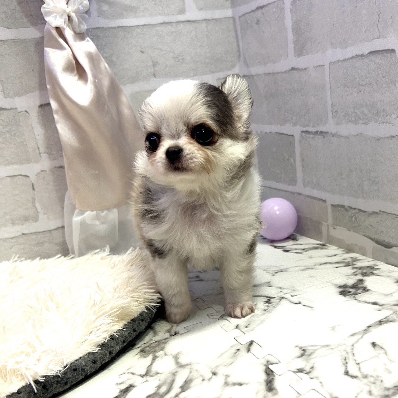 愛知県のチワワ(ロング) (犬の家＆猫の里岡崎店/2025年6月24日生まれ/男の子/イザベラホワイト)の子犬の3枚目の画像