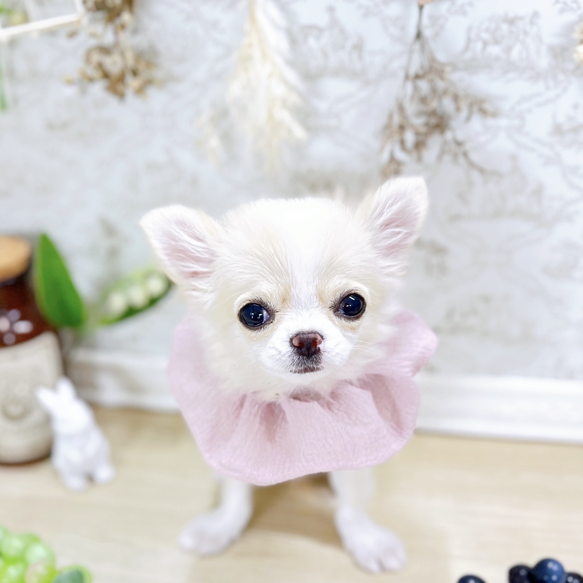 福井県のチワワ(ロング) (犬の家＆猫の里アミーゴ福井大和田店/2025年6月3日生まれ/女の子/クリームホワイト)の子犬の3枚目の画像