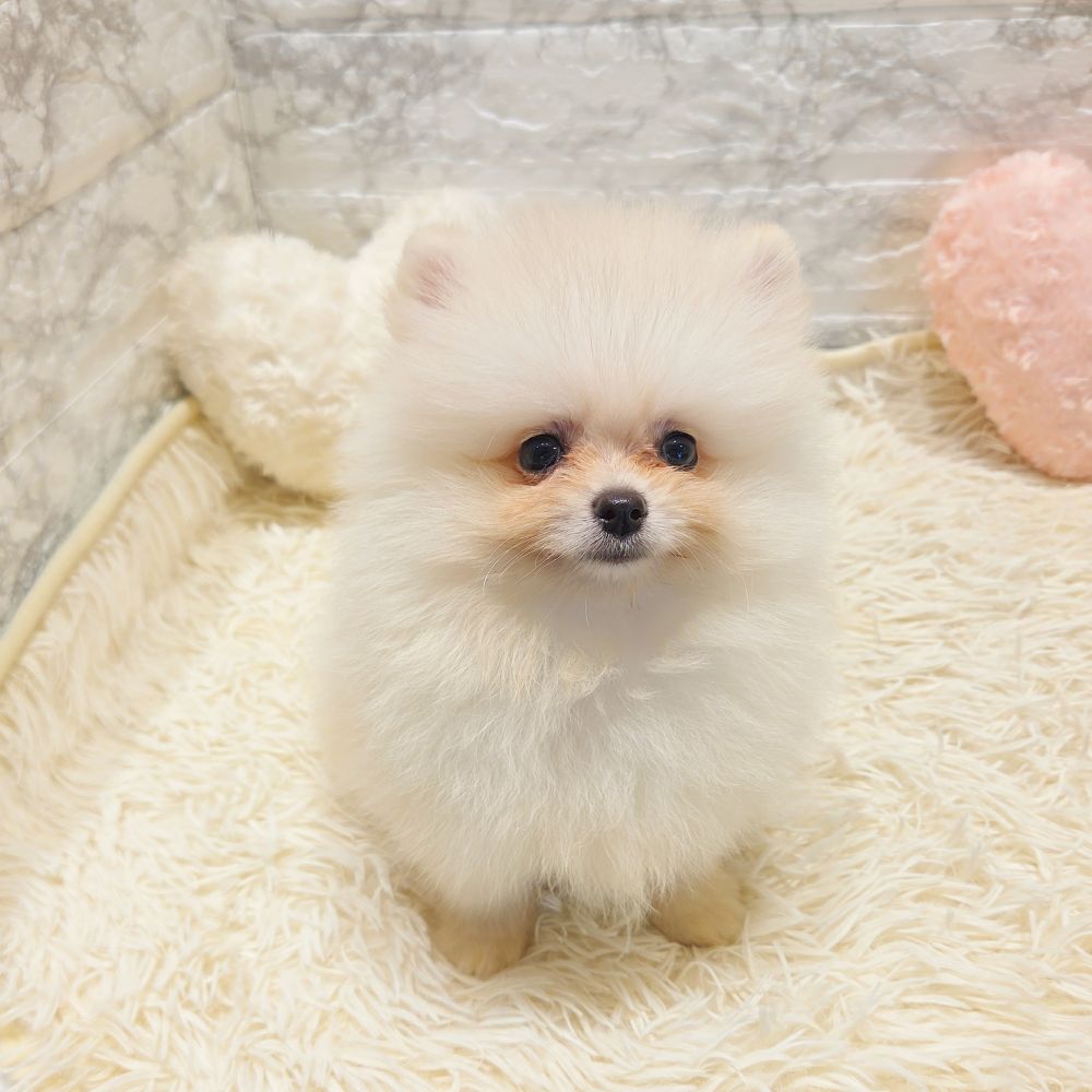 愛知県のポメラニアン (犬の家&猫の里MiO香久山店/2025年6月29日生まれ/男の子/クリーム)の子犬