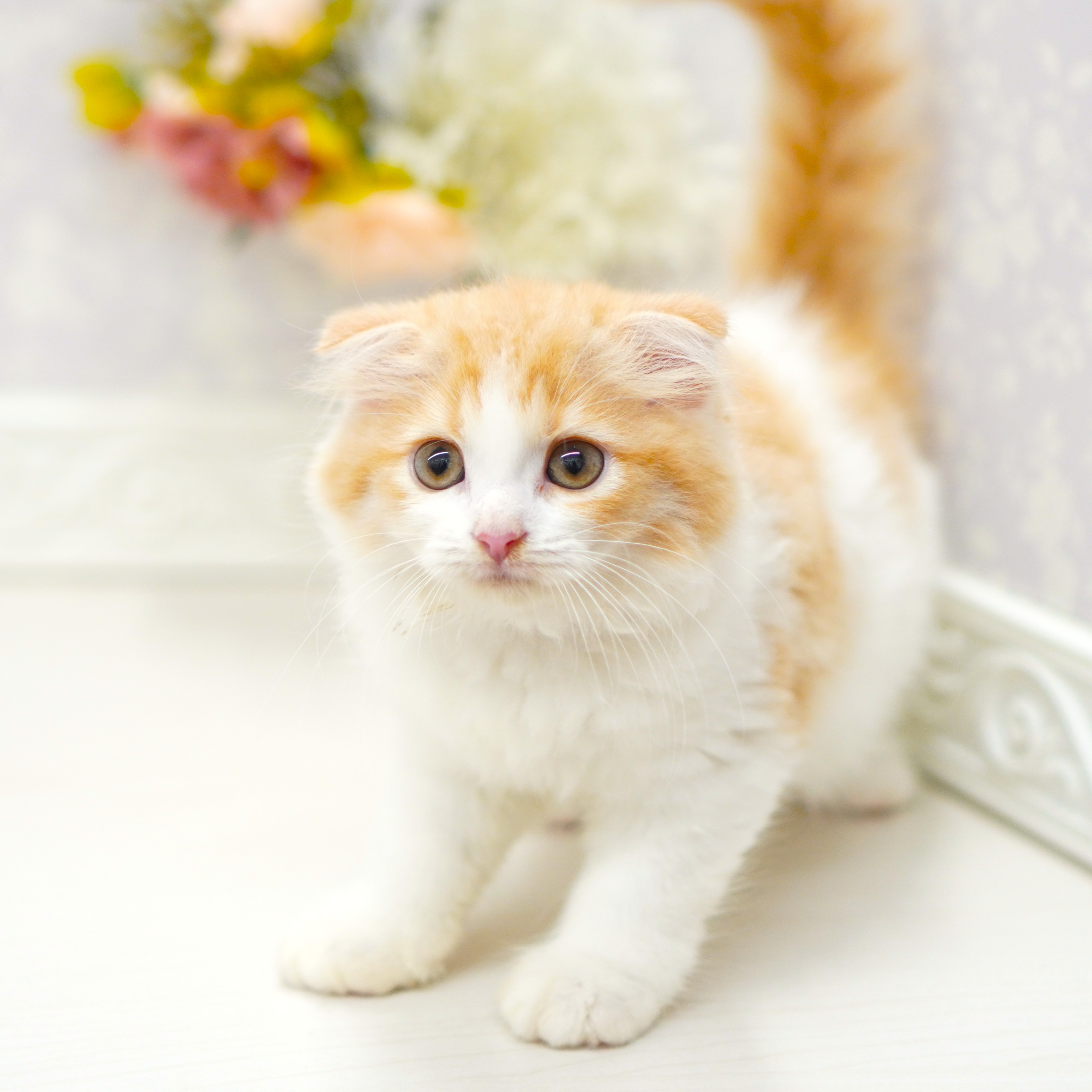富山県のスコティッシュフォールド (犬の家＆猫の里アミーゴ山室店/2025年6月29日生まれ/女の子/レッドタビーホワイト)の子猫の3枚目の画像
