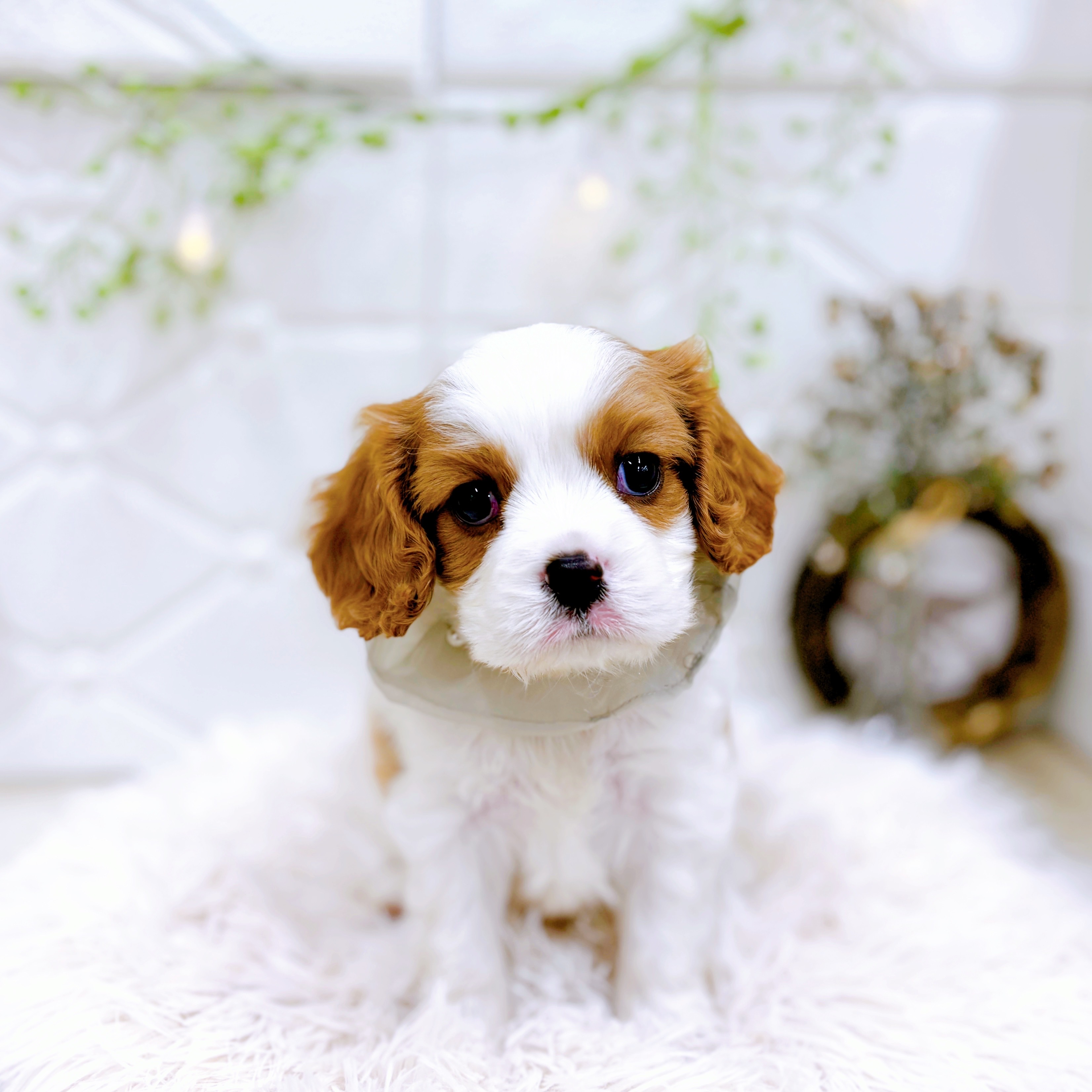 福井県のキャバリアキングチャールズスパニエル (犬の家＆猫の里アミーゴ福井店/2025年6月27日生まれ/男の子/ブレンハイム)の子犬の3枚目の画像