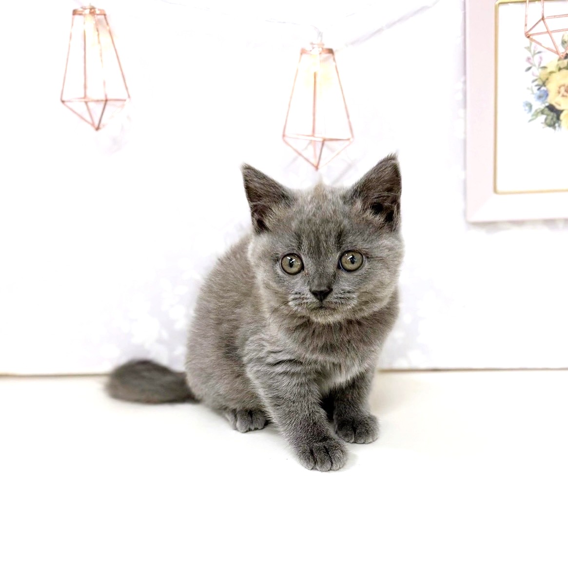 富山県のブリティッシュショートヘアー (犬の家＆猫の里アミーゴ高岡蓮花寺店/2025年6月20日生まれ/女の子/ブルー)の子猫の3枚目の画像