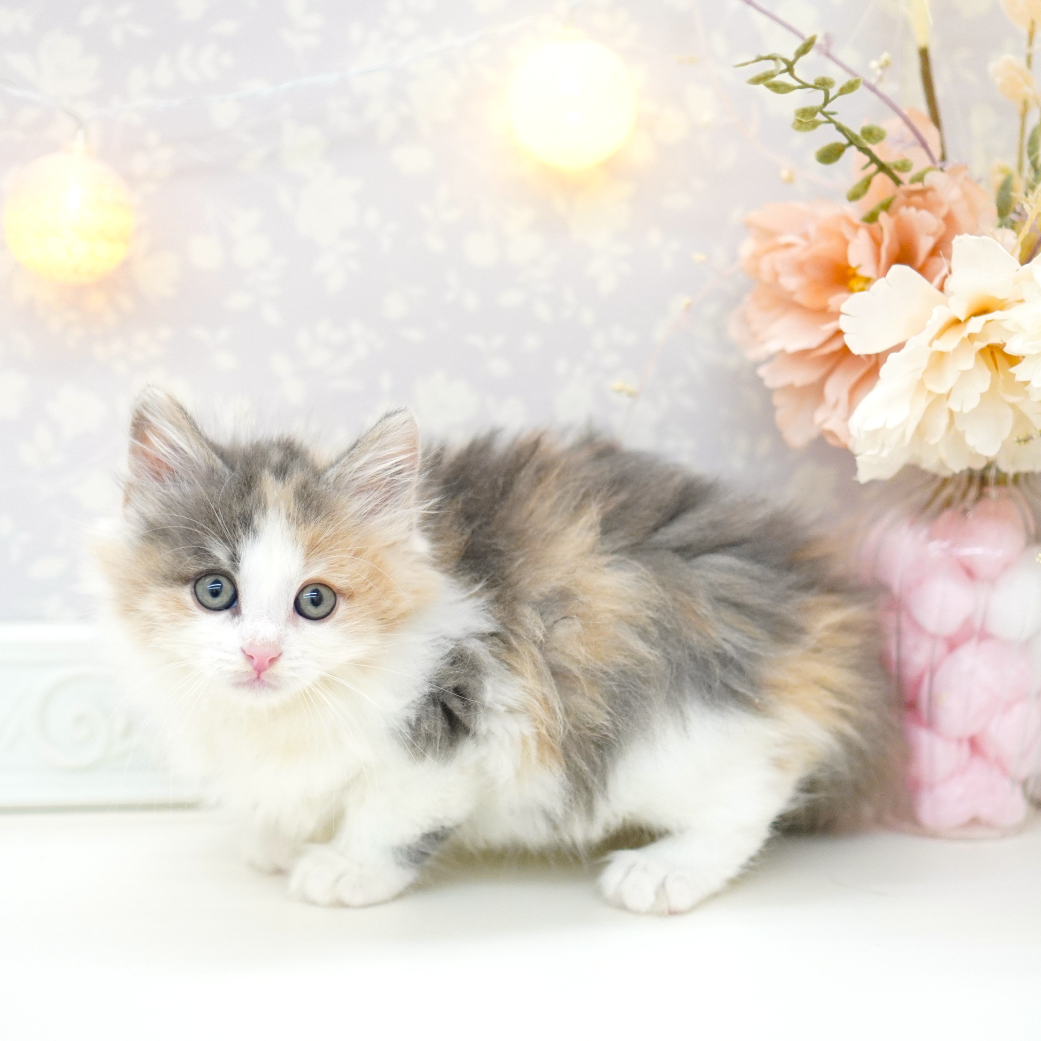 富山県のノルウェージャンフォレストキャット (犬の家＆猫の里富山店/2025年6月29日生まれ/女の子/ダイリュートキャリコ)の子猫の3枚目の画像