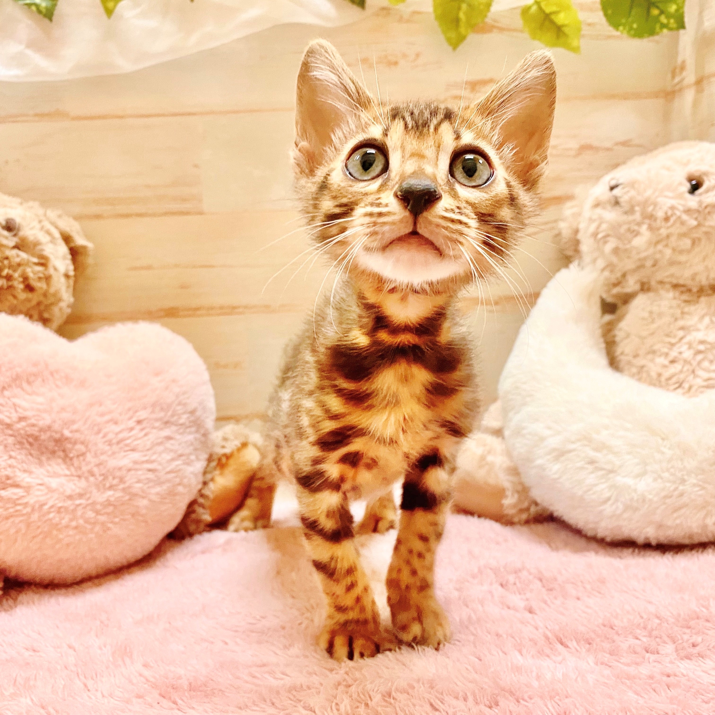 兵庫県のベンガル (犬の家＆猫の里神戸店/2025年6月26日生まれ/男の子/ブラウンスポットタビー)の子猫の3枚目の画像
