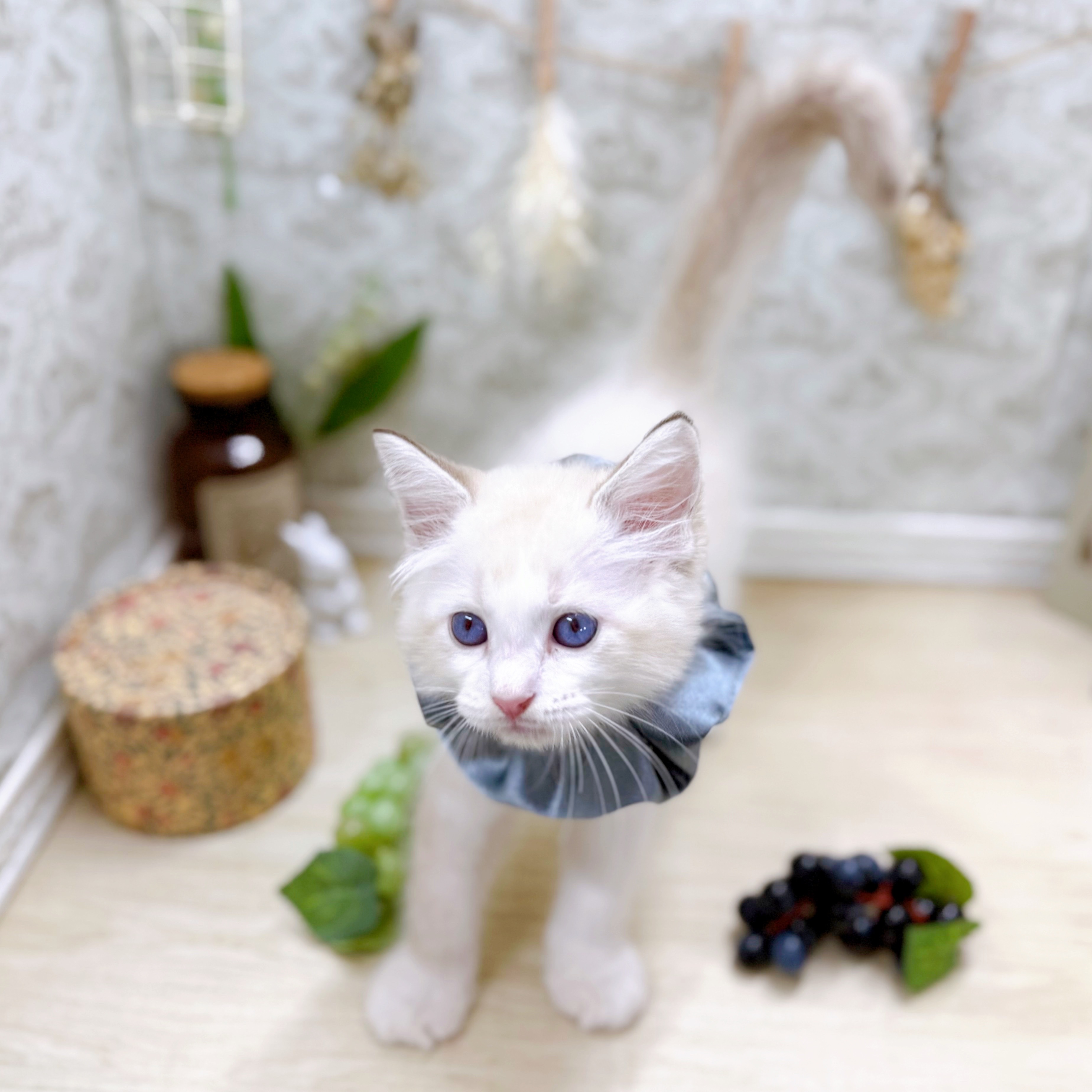 福井県のラグドール (犬の家＆猫の里アミーゴ福井大和田店/2025年6月29日生まれ/男の子/シールポイントバイカラー)の子猫の3枚目の画像